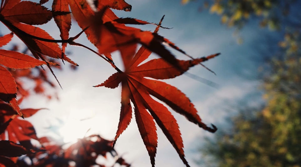 A section of deep orange and red leaves on a tree with a blue sky, clouds and sun in the background.